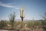 Arizona
